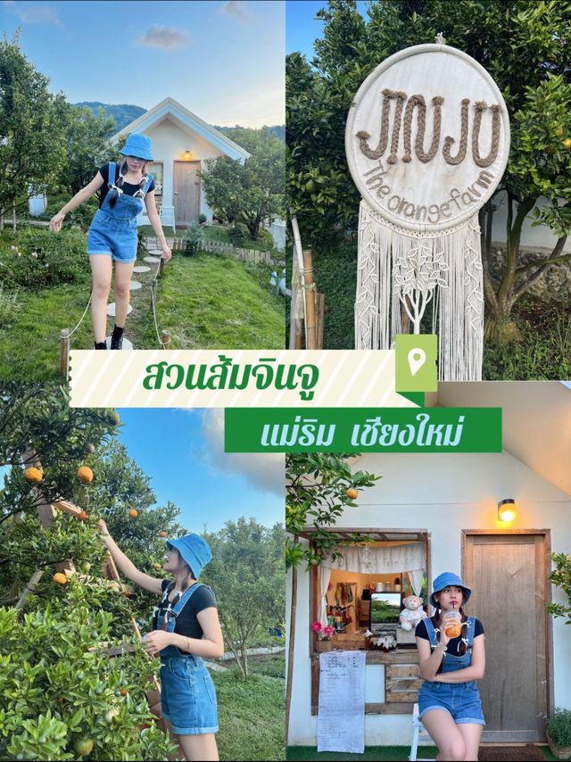 สวนส้มจินจู เชียงใหม่🍊