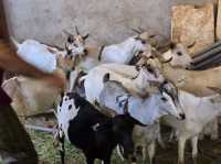MashaAllah, beautiful creation of "Allah SWT" breed of goats crossed with deer