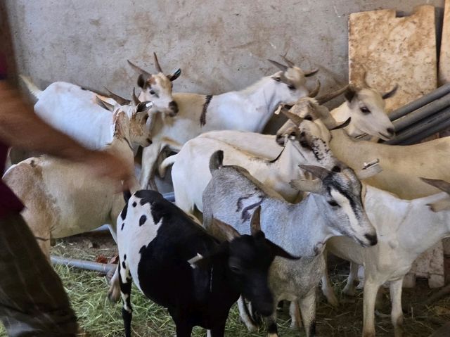 MashaAllah, beautiful creation of "Allah SWT" breed of goats crossed with deer