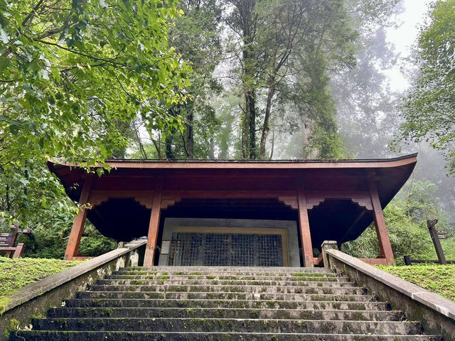 🌲☀️ Alishan National Forest Recreation Area: A Summer Escape into Taiwan’s Misty Mountains