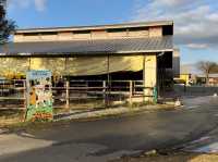 Family Fun and Fresh Milk at Rakunoh Mother’s Aso Milk Bokujo