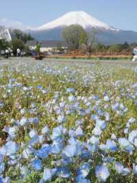【山中湖 花の都公園で花と富士山に包まれる絶景旅🌸🗻】四季の彩りと癒しの時間を満喫✨