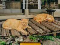 เราจะพาไปเกาะที่มีประชากรแมวมากกว่าร้อยตัว🐈