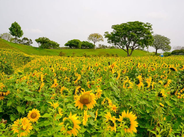 台中后里環保公園賞向日葵