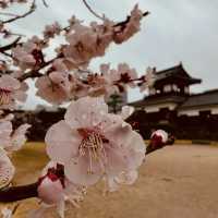 🏯 Hiroshima Castle Summer Survival Guide