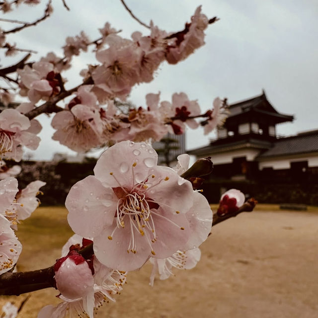 🏯 Hiroshima Castle Summer Survival Guide