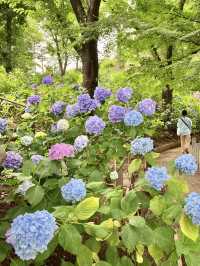 繡球花@多摩川台公園