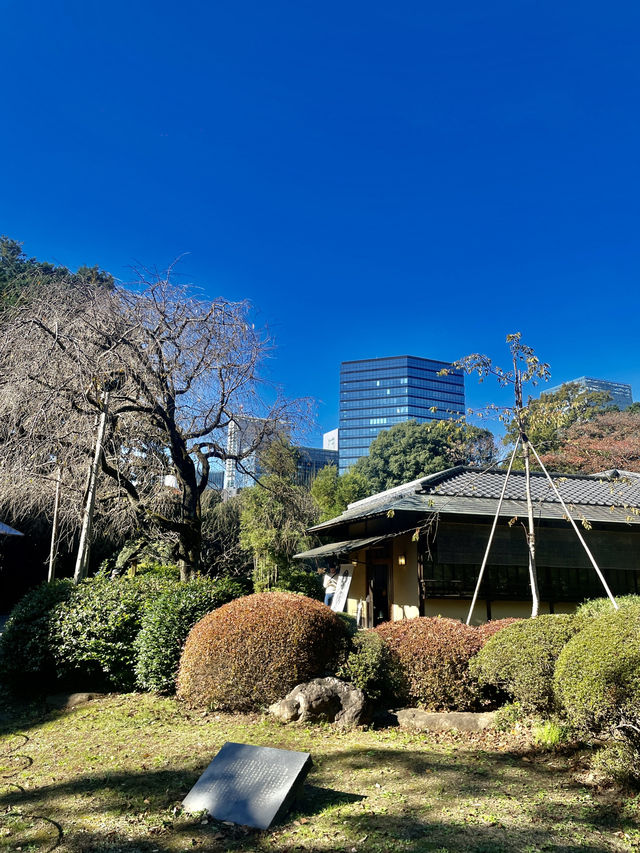 도심 속 단풍 정취🍁 신주쿠 교엔 가을 산책