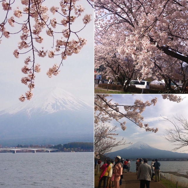 ซากุระบานที่คาวากุจิโกะ 🏔️🌸