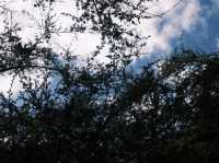 🌲Goblin Forest｜北島最神秘森林系步道，一秒走入奇幻電影場景