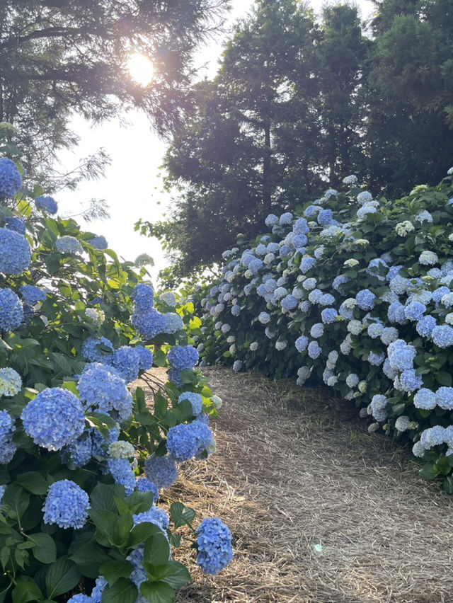 제주도 수국을 찾아서
