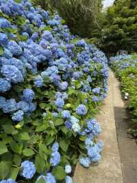 Hydrangea Heaven: A Summer Pilgrimage to Oga's Blue Temple