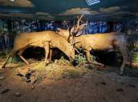 Museum