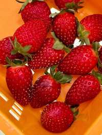 🚜 Uncle Andy Farm – Strawberry & More on the Way to Genting Highlands