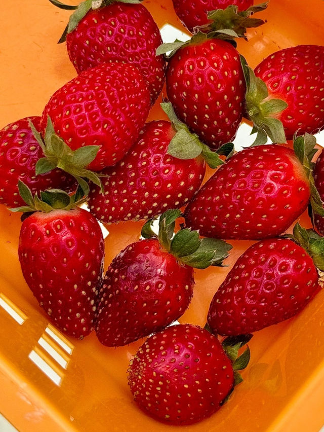 🚜 Uncle Andy Farm – Strawberry & More on the Way to Genting Highlands