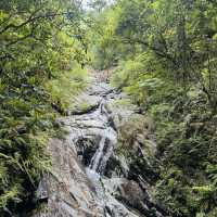司馬庫斯-巨木群登山步道