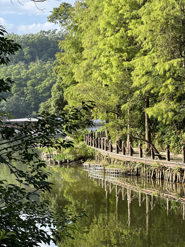 深圳l 沒想到這個仙湖植物園🌳那麼大