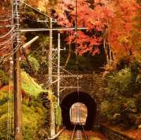 Conquer Mount Takao: Tokyo’s Best Summer Escape for Solo Adventurers"** 🌿⛰️
