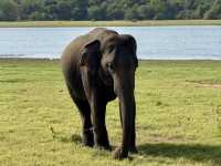 Habarana Elephant Safari