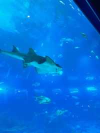 💙หลุดเข้าโลกใต้ทะเลกับ S.E.A. Aquarium Singapore 