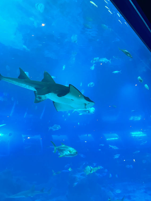 💙หลุดเข้าโลกใต้ทะเลกับ S.E.A. Aquarium Singapore 