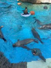 🌊🐬 SeaWorld San Antonio สนุก ครบ จบที่เดียว
