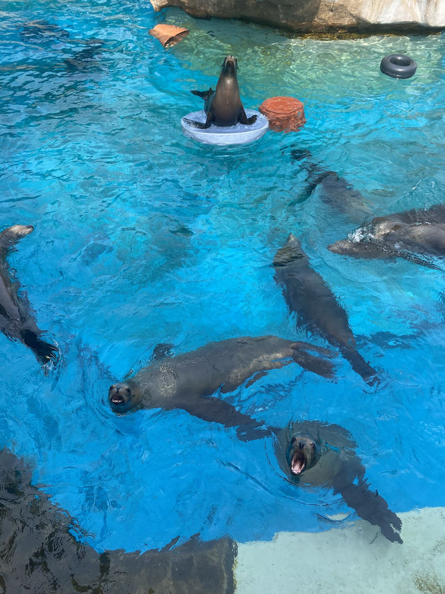 🌊🐬 SeaWorld San Antonio สนุก ครบ จบที่เดียว