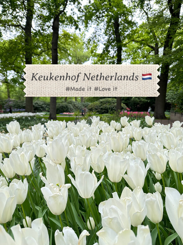 🌷 Keukenhof… เหมือนหลุดเข้าไปอยู่ในเทพนิยายดอกไม้