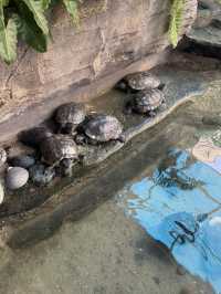 🌊 [Trip Moment] Batu Maung Aquarium: A Mini Marine Adventure in Penang