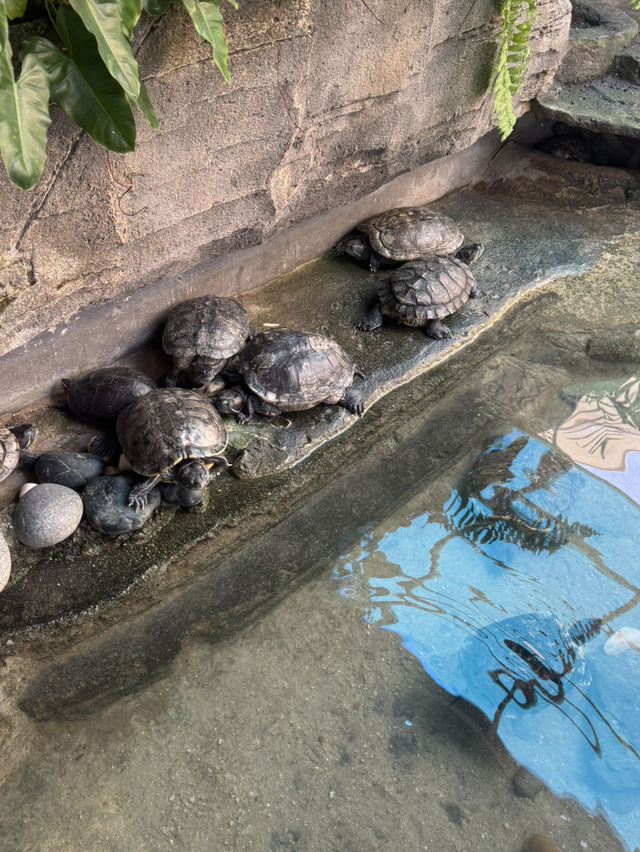 🌊 [Trip Moment] Batu Maung Aquarium: A Mini Marine Adventure in Penang