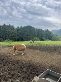 【神奈川県】入場無料の広々牧場🐮