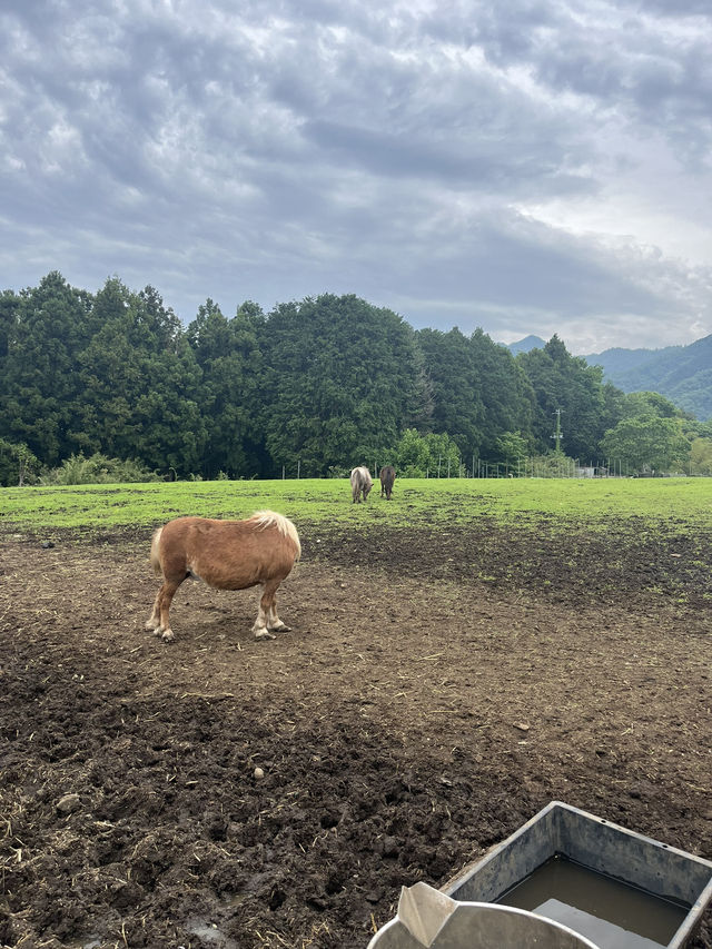 【神奈川県】入場無料の広々牧場🐮