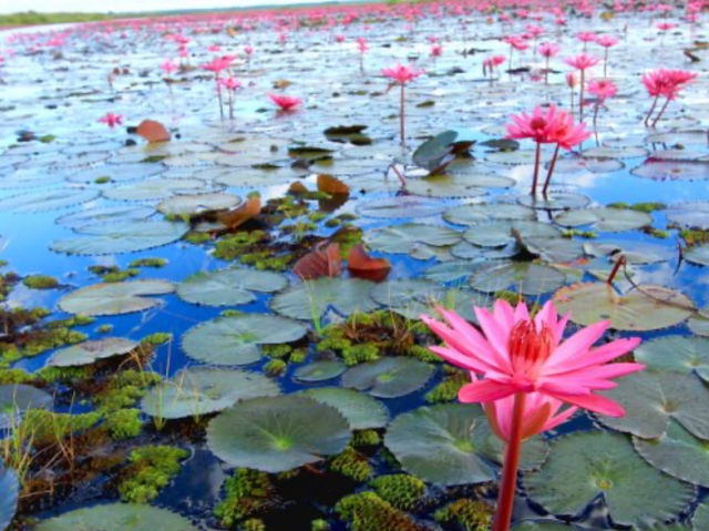 อุดรธานี: ทะเลบัวแดง (หนองหาน กุมภวาปี) อุดรธานี: ทะเลบัวแดง (หนองหาน กุมภวาปี)