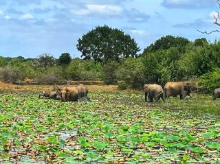 🌿 Wild Encounters at Yala National Park 