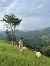 ฟาร์มแกะ ดอยช้าง 🐑