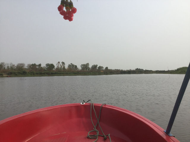 🌸 Travel Blog: Red Lotus Sea (Talay Bua Daeng), Udon Thani 🌸