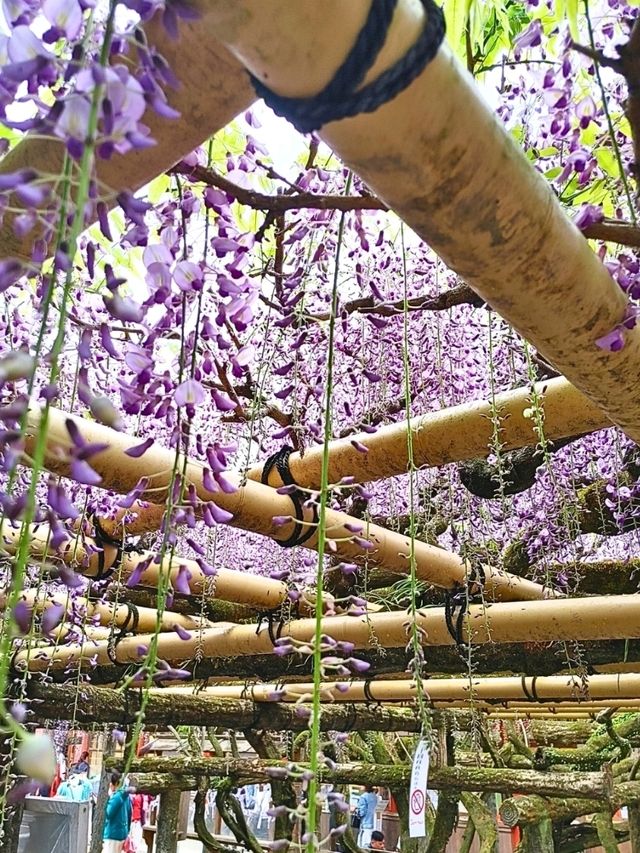【奈良公園】砂ずりの藤　春日大社