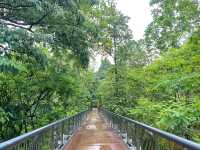 Dipterocarp Walk at The Canopy, Taman Botani Putrajaya – A Nature Escape Above the Trees