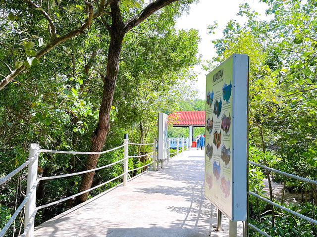 Cherating Mangrove Park – Nature’s Hidden Classroom