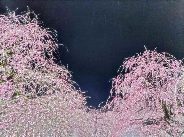 梅とグルメの一泊二日 梅とグルメの一泊二日