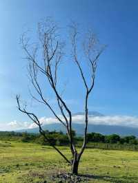 Padang Savana Tianyar in Bali