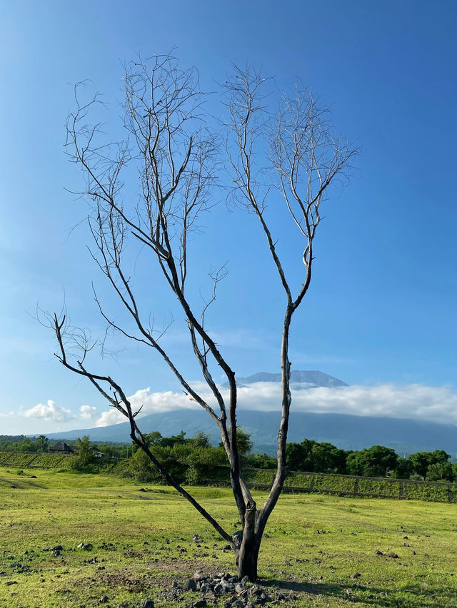 Padang Savana Tianyar in Bali