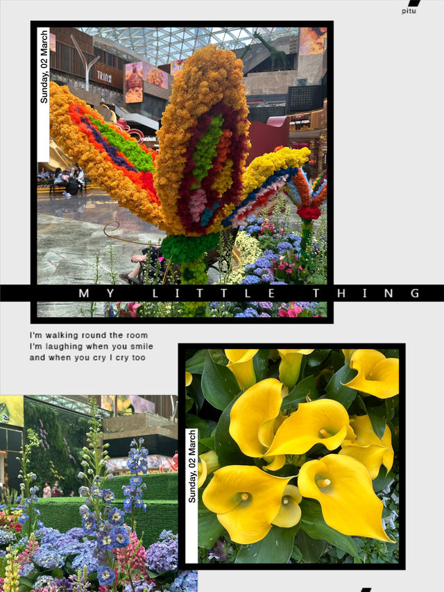 澳門美獅美高梅花海打卡指南🌸   澳門美獅美高梅花海打卡指南🌸