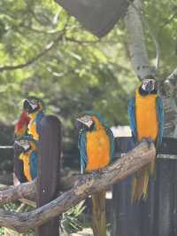 🇯🇵 Shirahama Adventure World Zoo Day🦒