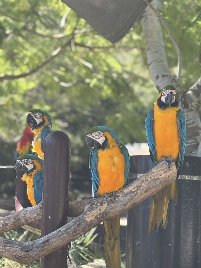 🇯🇵 Shirahama Adventure World Zoo Day🦒 🇯🇵 Shirahama Adventure World Zoo Day🦒