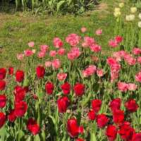 Tulip Garden - Kashmir 🇮🇳