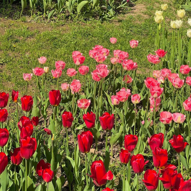 Tulip Garden - Kashmir 🇮🇳