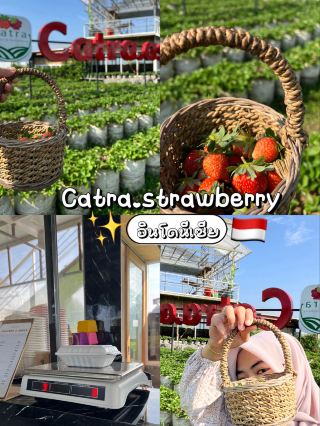 Catra.anggur & strawberry 🍓 