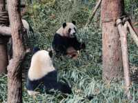 Panda Valley Bliss🐼  