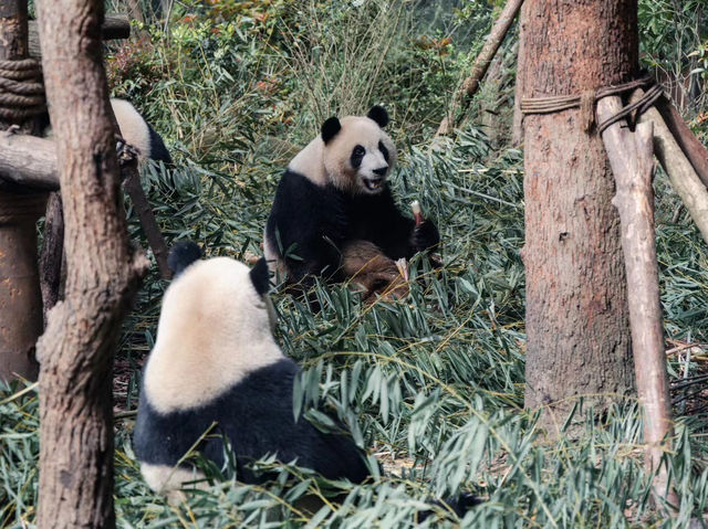 Panda Valley Bliss🐼  
